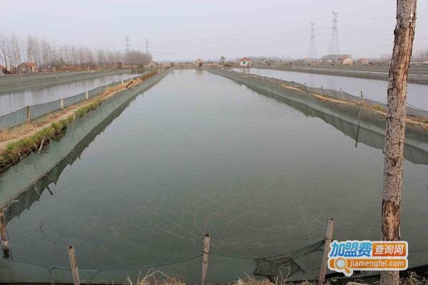 惠科泥鳅养殖加盟费