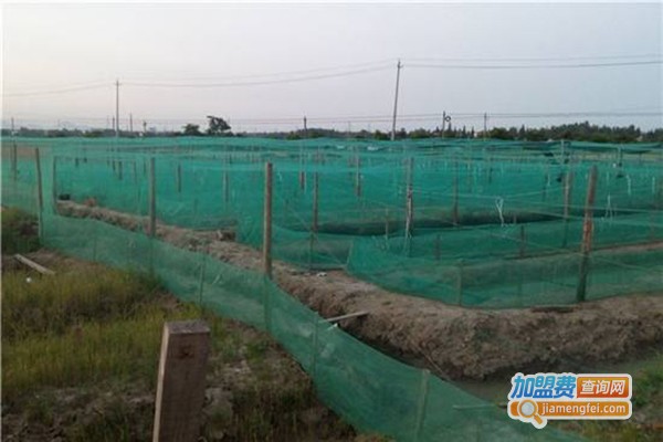 建农9号青蛙养殖加盟门店