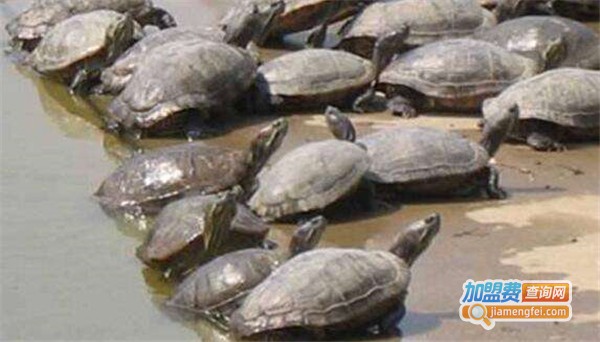 华夏神鳖加盟费