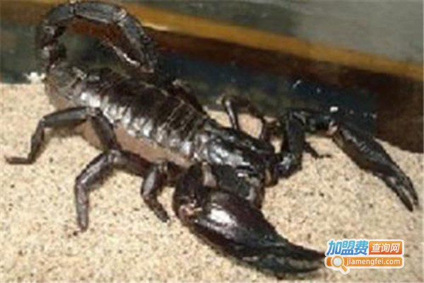 东亚一号全蝎加盟费