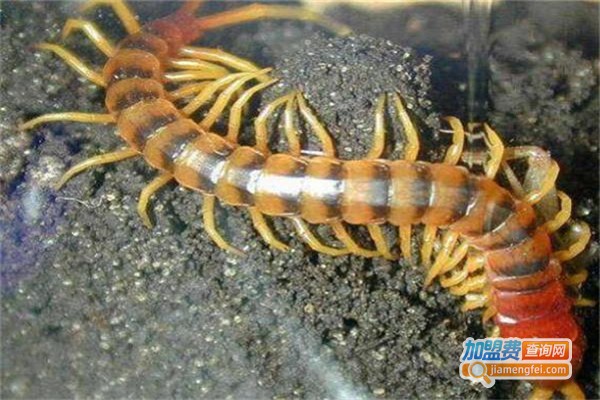 农达6号金头蜈蚣加盟费