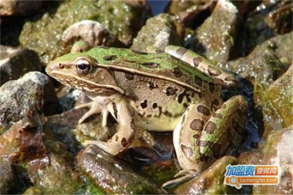 盛祥青蛙养殖加盟费