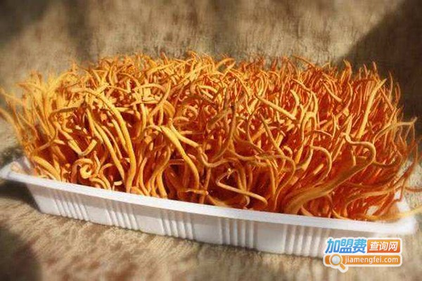 东方虫草加盟费