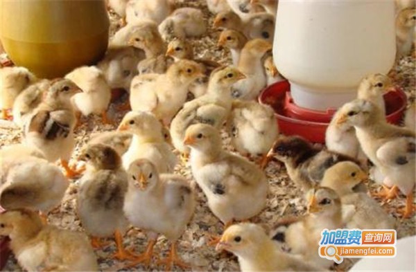 牧歌鸡苗加盟费