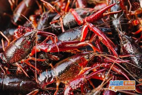 福迎门小龙虾养殖加盟费