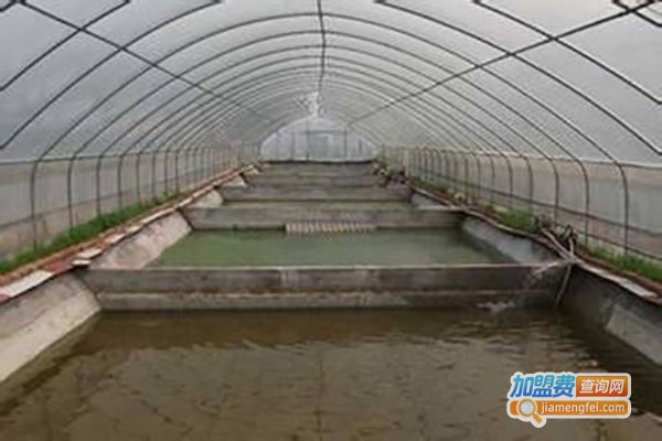 惠科泥鳅养殖加盟费