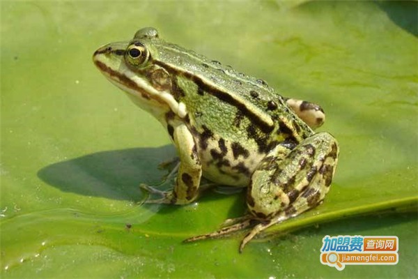 弘玛8号青蛙养殖加盟费