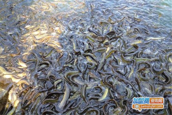 聚农10号台湾泥鳅加盟费