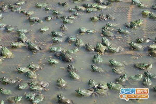 瑞农9号青蛙养殖加盟费