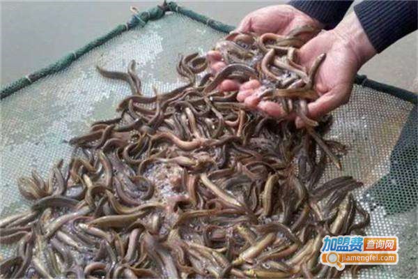 瑞禾上品泥鳅养殖加盟费