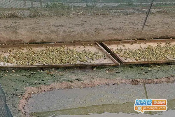 富鑫生态养殖加盟门店