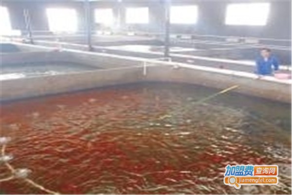 金泰一号养殖加盟费