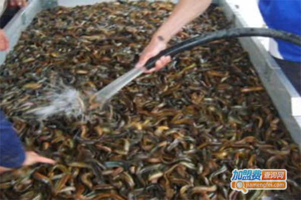 海纳百川特种养殖加盟