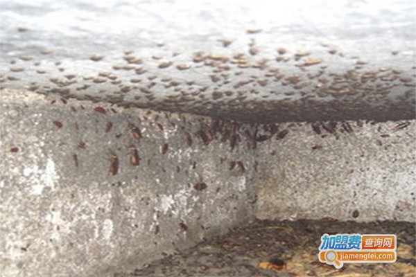 美洲土元养殖加盟费