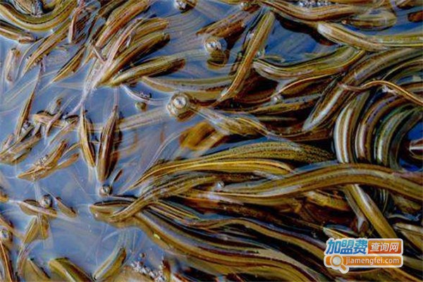 监利黄鳝养殖加盟费