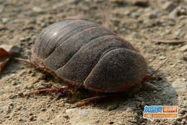 新科农土元加盟费