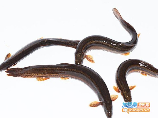 池优8号泥鳅养殖加盟费