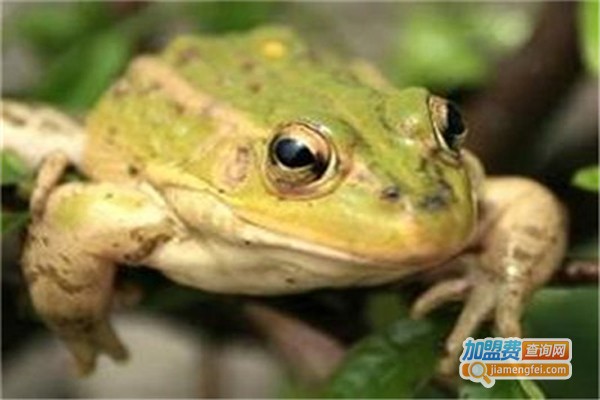 田富丰黑斑蛙加盟费