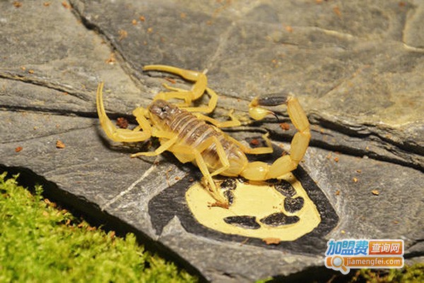 神农3号金蝎加盟