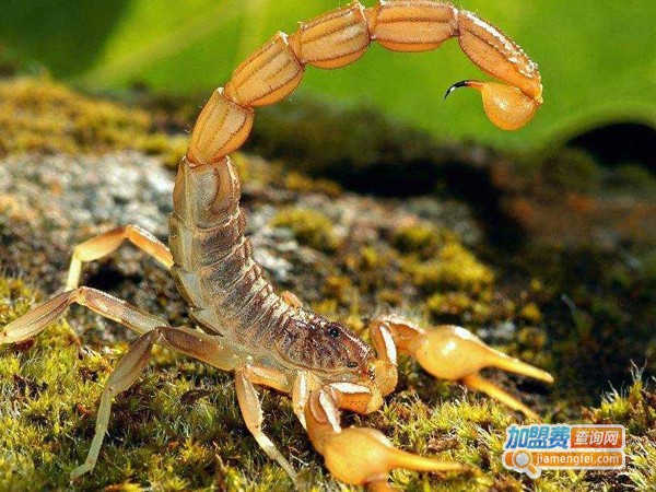 众农蝎子加盟费