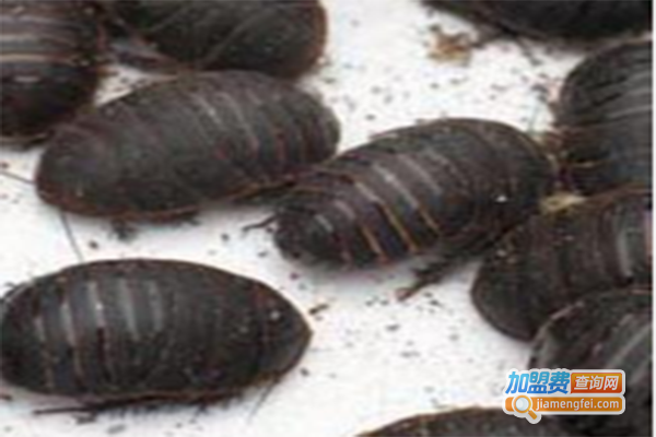 中科9号土元加盟门店