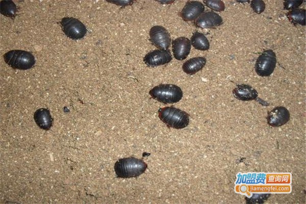 兴明一号土元加盟费