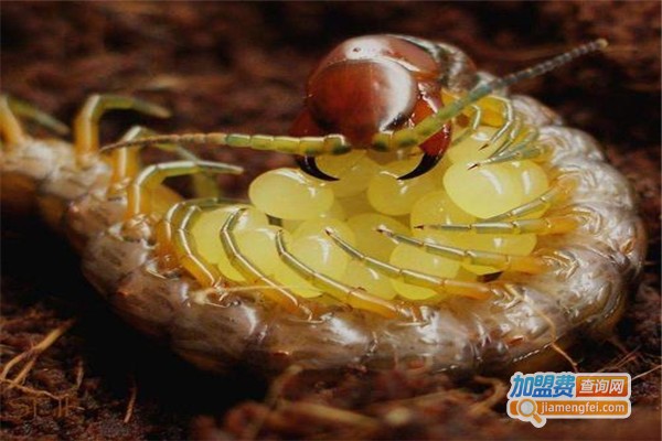 帝龙8号金头蜈蚣加盟费