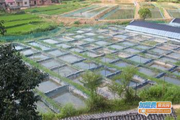 建农9号青蛙养殖加盟门店