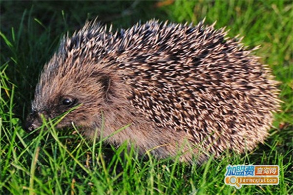 神源金刺猬加盟费