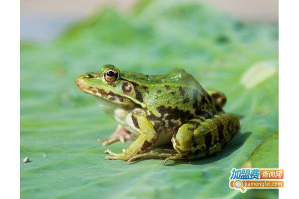 蛙到财富青蛙养殖加盟费