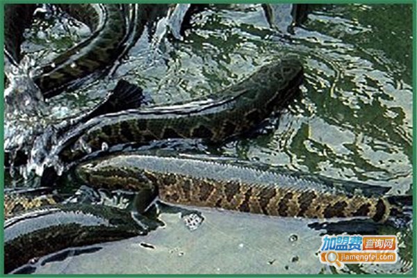 黑珍珠黑鱼养殖加盟费