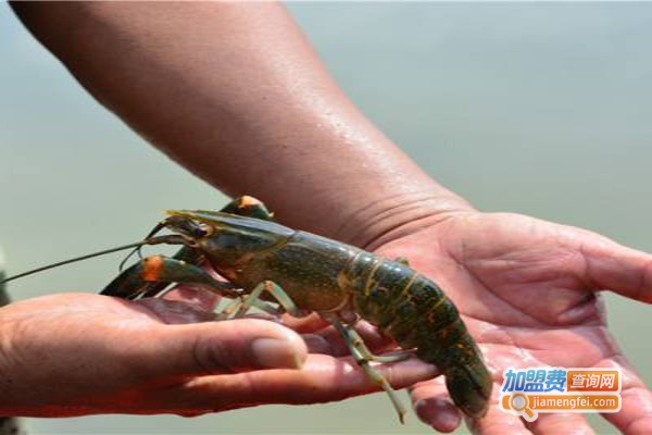 龙澳淡水龙虾养殖加盟门店
