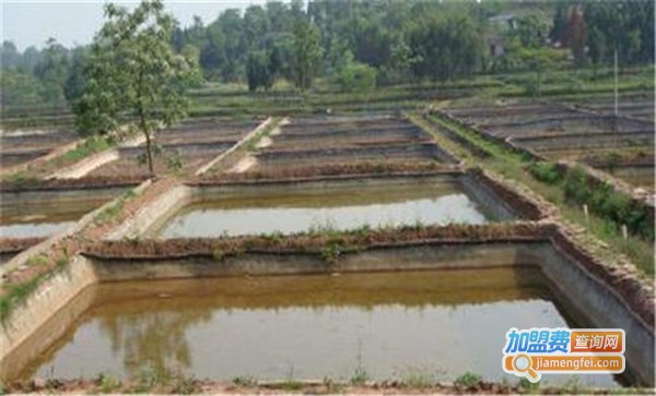 丰和园泥鳅养殖加盟费