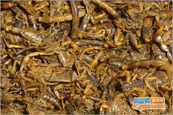 金烨药蝎养殖加盟