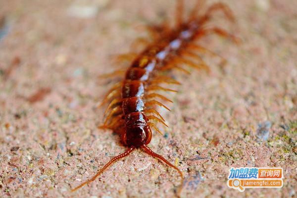 浩丰蜈蚣养殖加盟费