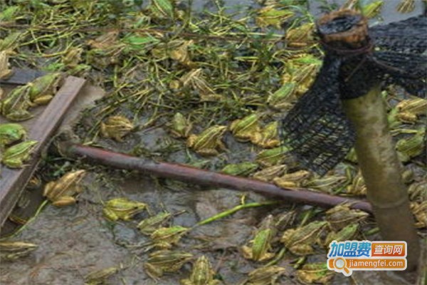 战友9号青蛙养殖