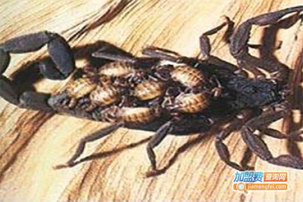 湘隆蝎子养殖加盟费