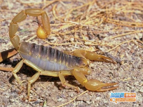 农科9号蝎子加盟费