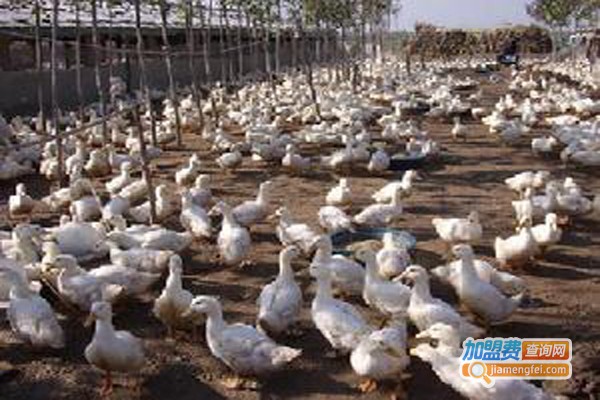 惠民源养殖加盟费