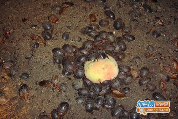 利民8号土元加盟