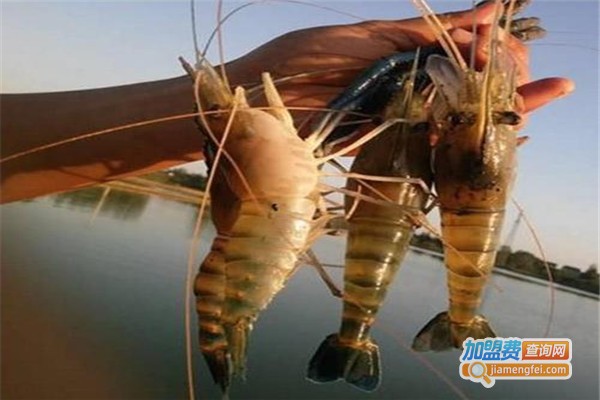 久久虾王养殖加盟费