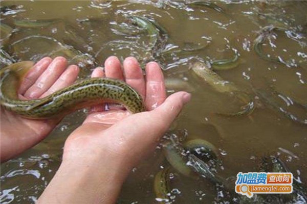 渔圣A9代泥鳅加盟费