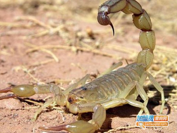 农科9号蝎子加盟费