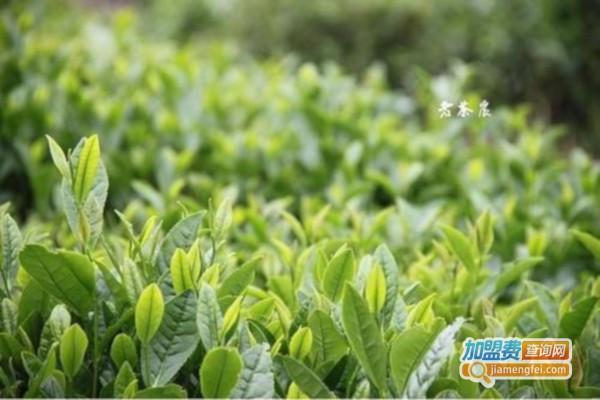 【老茶农茶业加盟费多少】老茶农茶业加盟费用明细一览！