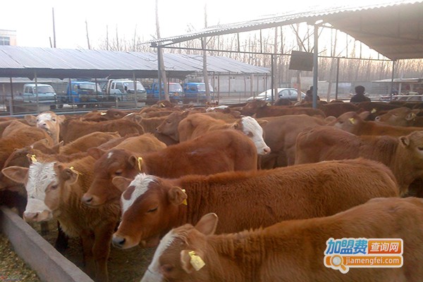 澳嘉8号加盟门店