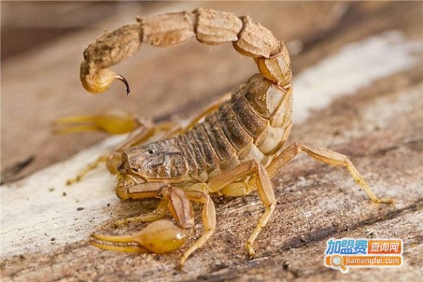 华夏药王蝎加盟