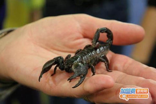 富农8号蝎子加盟门店