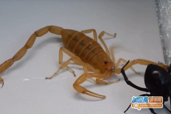 农翔金蝎加盟费