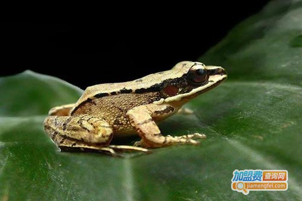 田富丰黑斑蛙加盟费