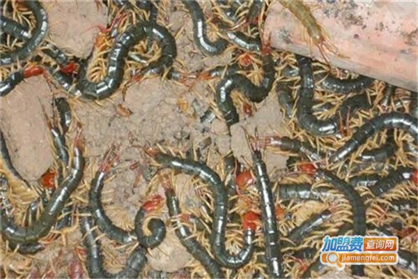 帝龙8号金头蜈蚣加盟费